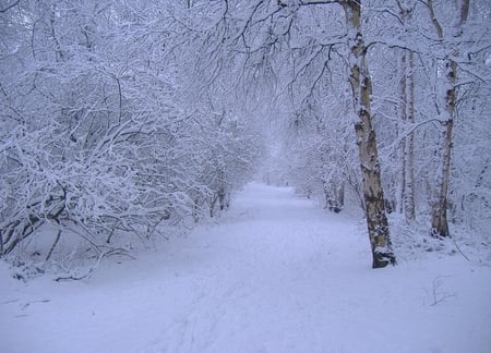 Winter - white, nature, iarna, snow, park, winter, tree