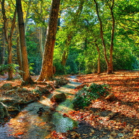 A forest between summer and autumn