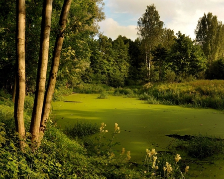 IN THE FOREST - nature, green, forests, trees