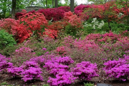 SHRUBS IN BLOOM - shrubs, spring, blooms, flowering