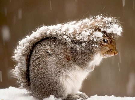 hard times - winter, nature, hard, snow, squirrel