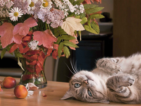 still life - nature, cat, flowers, pet, still life, vase