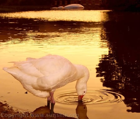 golden lake - bird, nature, swan, lake, golden, animals