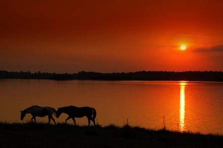 Red Sunset - silhouette, sunset, horses, red