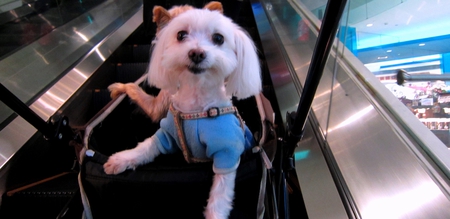 Go shopping - department stores, electric escalator, dog baby car, cute