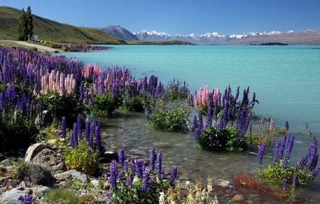 Flowers on the Edge - water, sky, lake, flowers