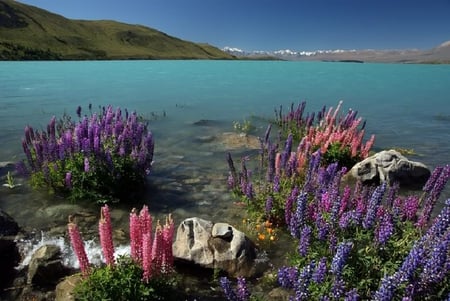 Lakeside Flowers - water, sky, lake, flowers