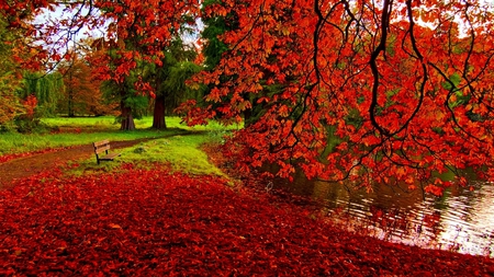 Splendid Nature - grass, leaves, tree, splendid, nature, view, red, green, bench, lake, foliage