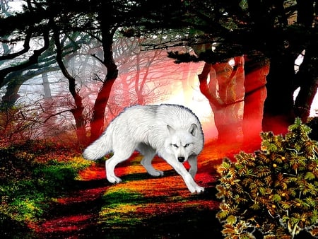 WOLF - wolf, forest, animals, color, 2012, frame