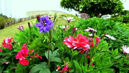 Park - flowers, colorful, hillside, park