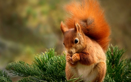 Squirrel - woodland, nice, squirrel, animals, wonderful, amazing, pretty, cute, adorable, outstanding, fir, woods, forest, fir branch, beautiful, animal, awesome, sweet, fantastic