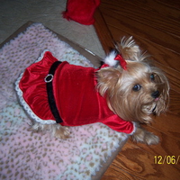 Yorkie in Santa Suite