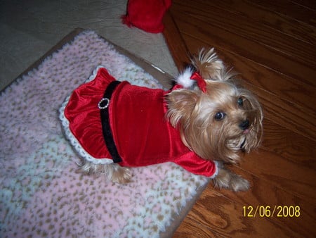 Yorkie in Santa Suite - christmas, santa suite, dogs, yorkie