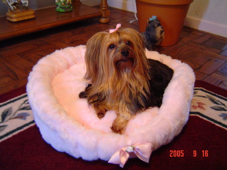 Stephanie new pink bed - bows, yorkie, animals, dogs, pink bed