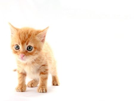 	cuteee - pet, cute, cat