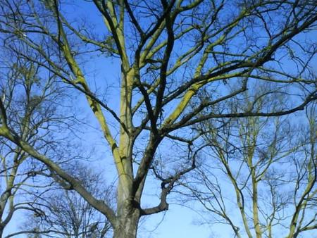 Reach for the Sky - nature, branches, sky, trees