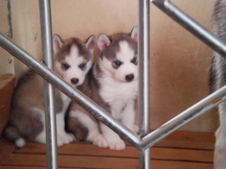 angel & kevin 2 - husky, puppies