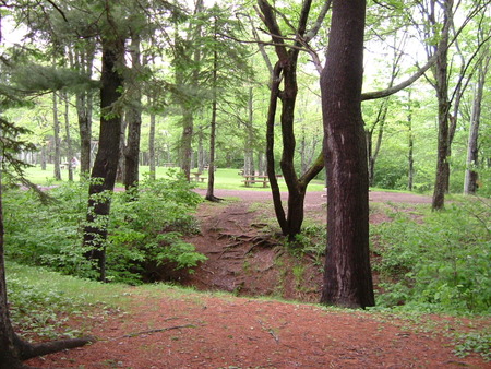 Untitle - green, ground, trees, branch