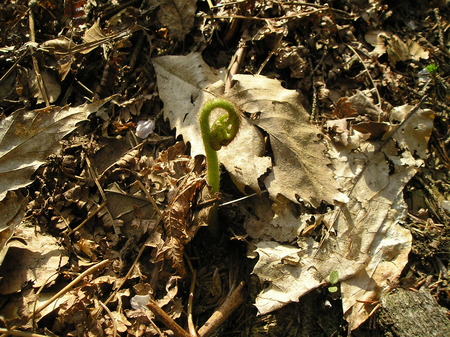 praprot - spring, plants, fern