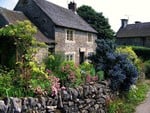 	a house in wild flowers