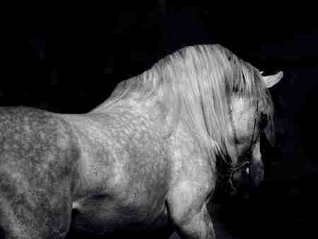 Black and White - white, black, horse, lone