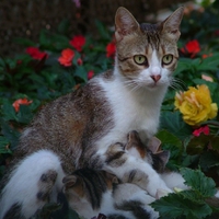 	a mother in the flowers