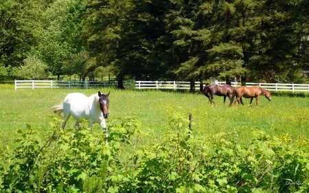 3 Horses - pasture, washington, widescreen, horses, green, field, country, farm, rural