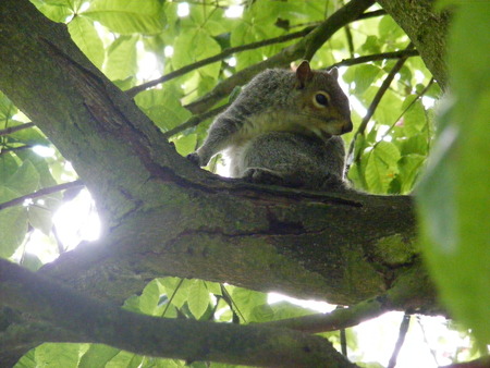 Squirrel on tree - nature, squirrel, animals