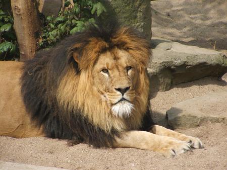 Leo the King - animal, lion