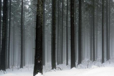 Foggy Forest - naure, trees, grey, forests, fog, mist