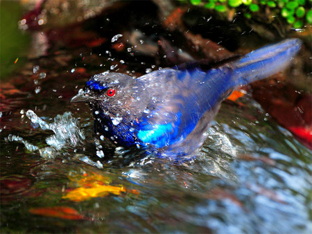 Red Eyed Blue Bird - red  eye, animals, bluebird, water, birds