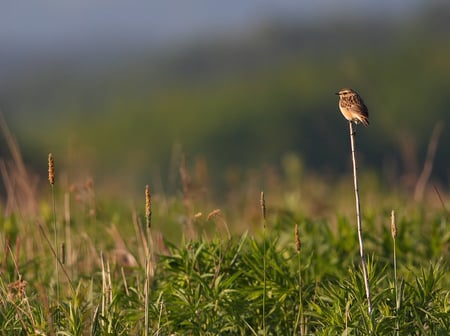 Sparrow On A Stick - perch, animals, field, stick, sparrow, birds