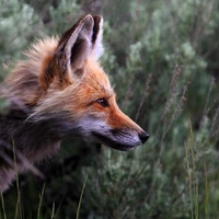 Mr. Foxy