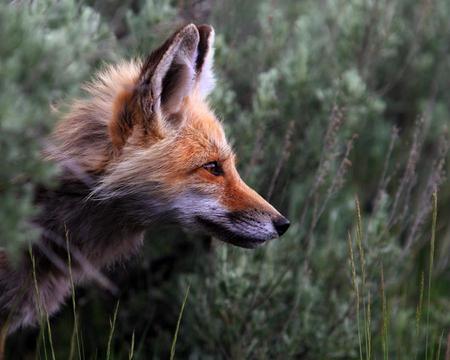 Mr. Foxy - fox, field, other, animals, red fox