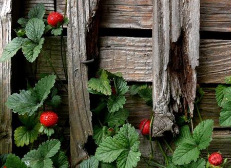 Strawberries on Wood