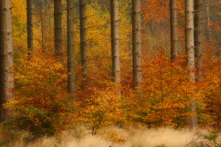 Autumn colors - trees, beautiful, landscape, colors, orange, leaves, forests, nature, picture, autumn, red, background