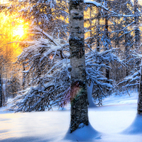 Sun in Winter Forest