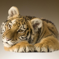 Tiger.