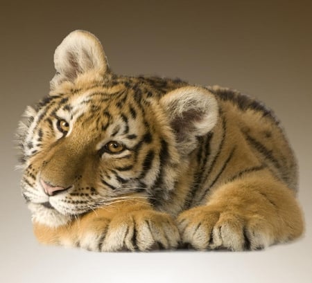 Tiger. - animal, tiger, wild, cat