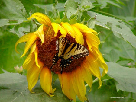 Sweetly surprised - summer, beautiful, forever, sunflower, bright, light, wonderful, nature, couple, meeting, friendship, flowers, sweet, yellow, love, warmth, sun, garden, butterfly, lovely, brilliant, green, sunshine