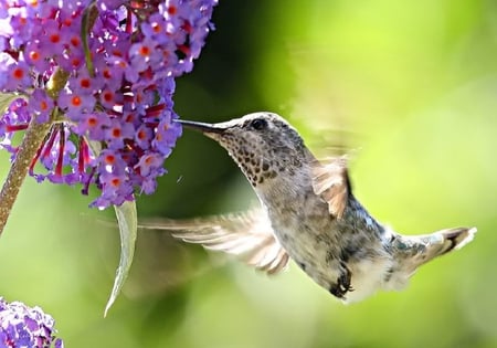 Hummingbird - purple, bird, flower, hummingbird