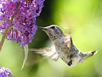 Hummingbird