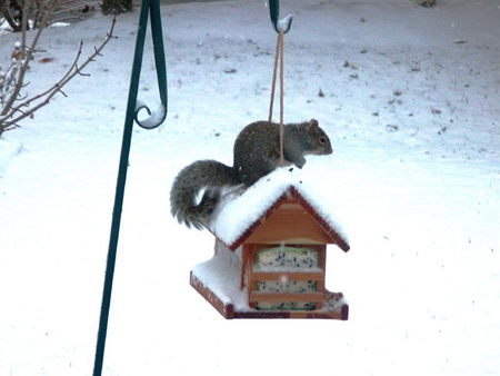 On Top - feeder, pole, squirrel, snow