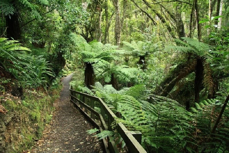 Trails - forest, plants, trees, trails