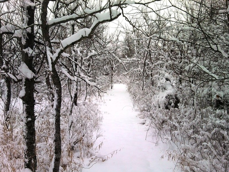 Snowy Trail - winter, trail, trees, snow