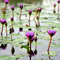 Purple Water Lillies