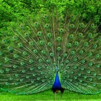 Peacock