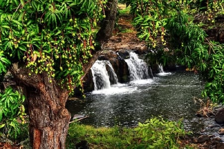 Falls from Distance - leaves, water, tree, falls