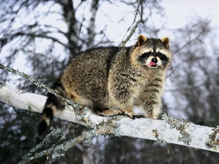 Raccoon - cute, raccoon, picture, beautiful