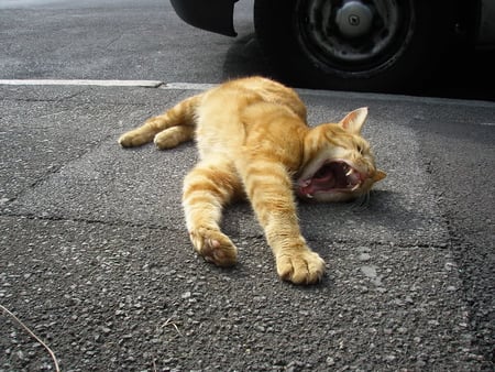 beautiful life - street, road, yawn, cat, life